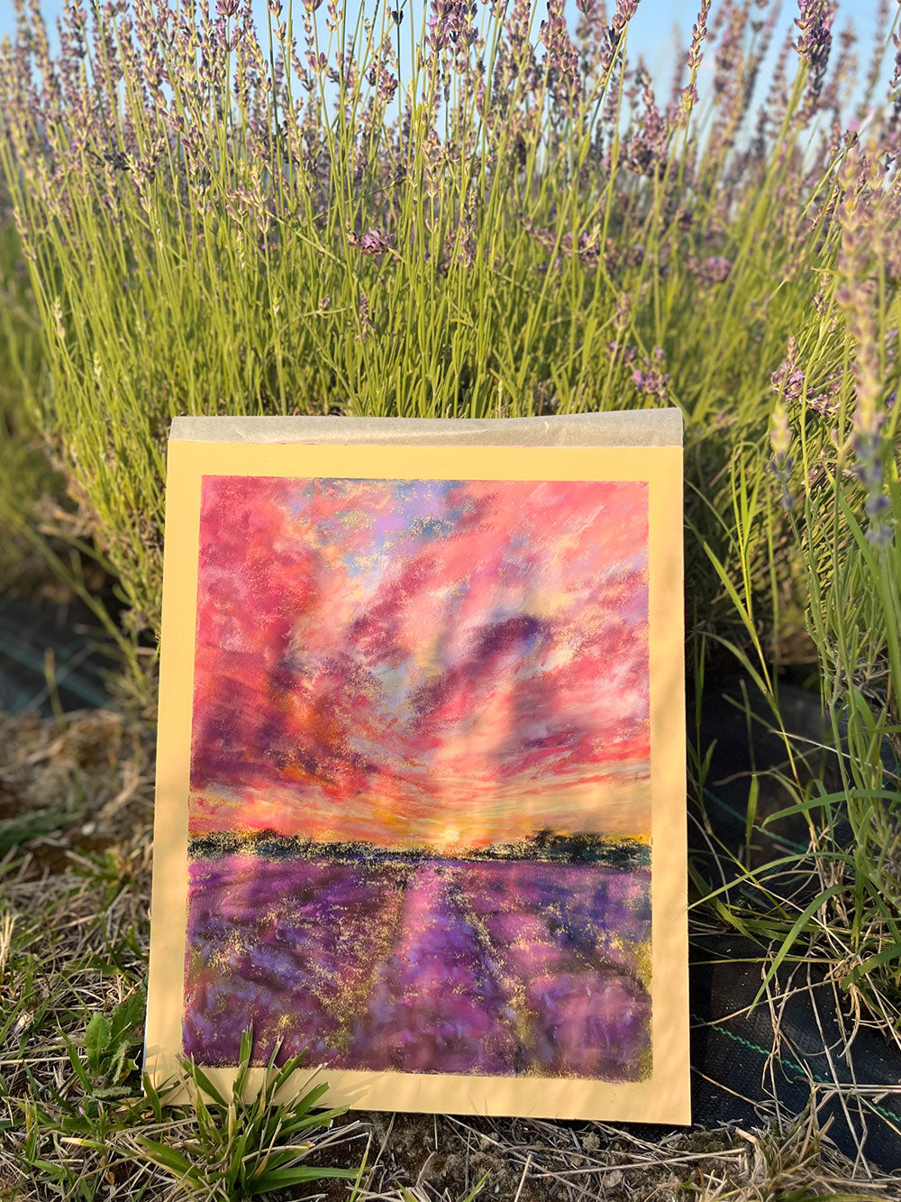 Lavender Hour, Assisi